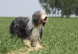 BEARDED COLLIE 252